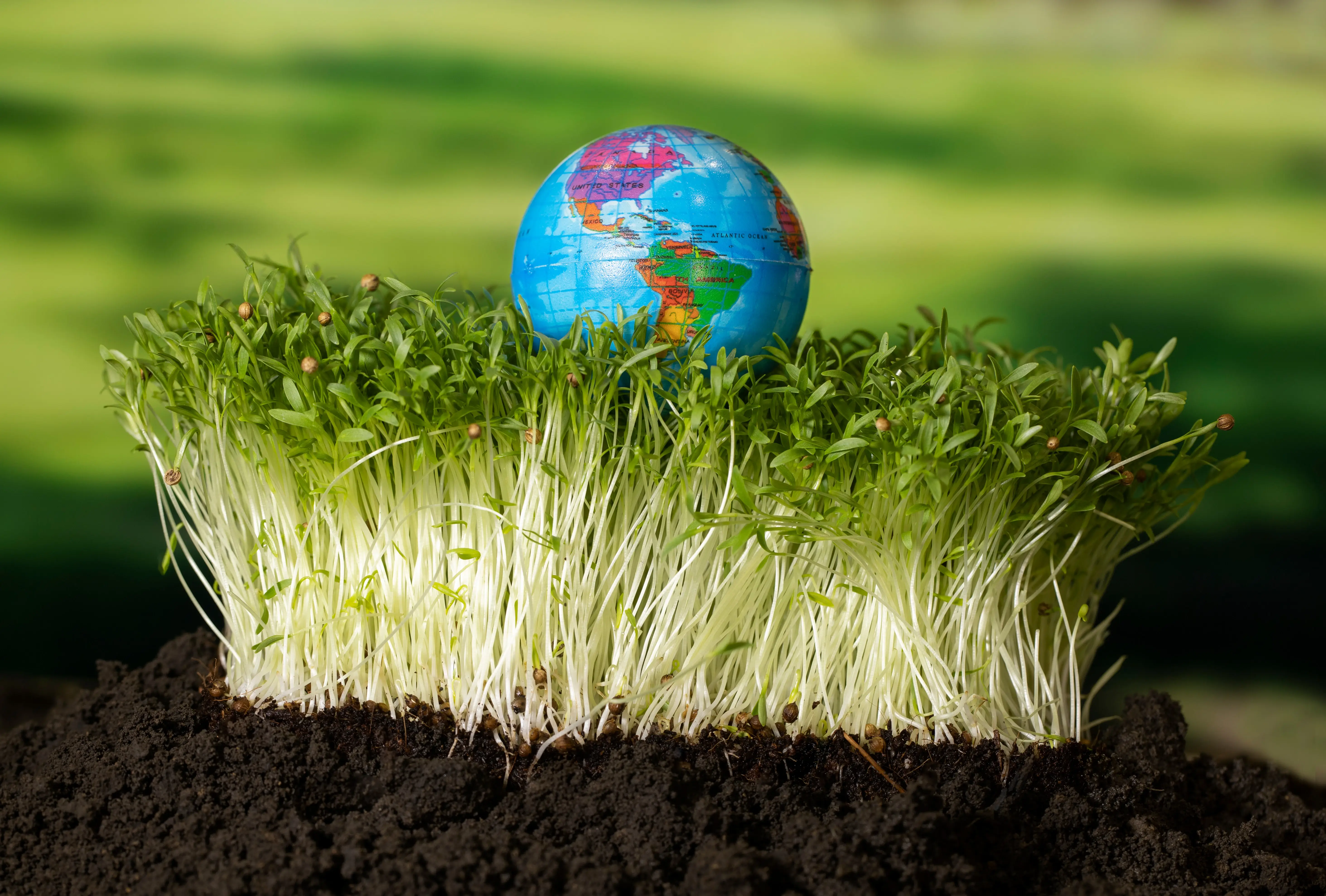 Connecting Kenyan produce to global markets