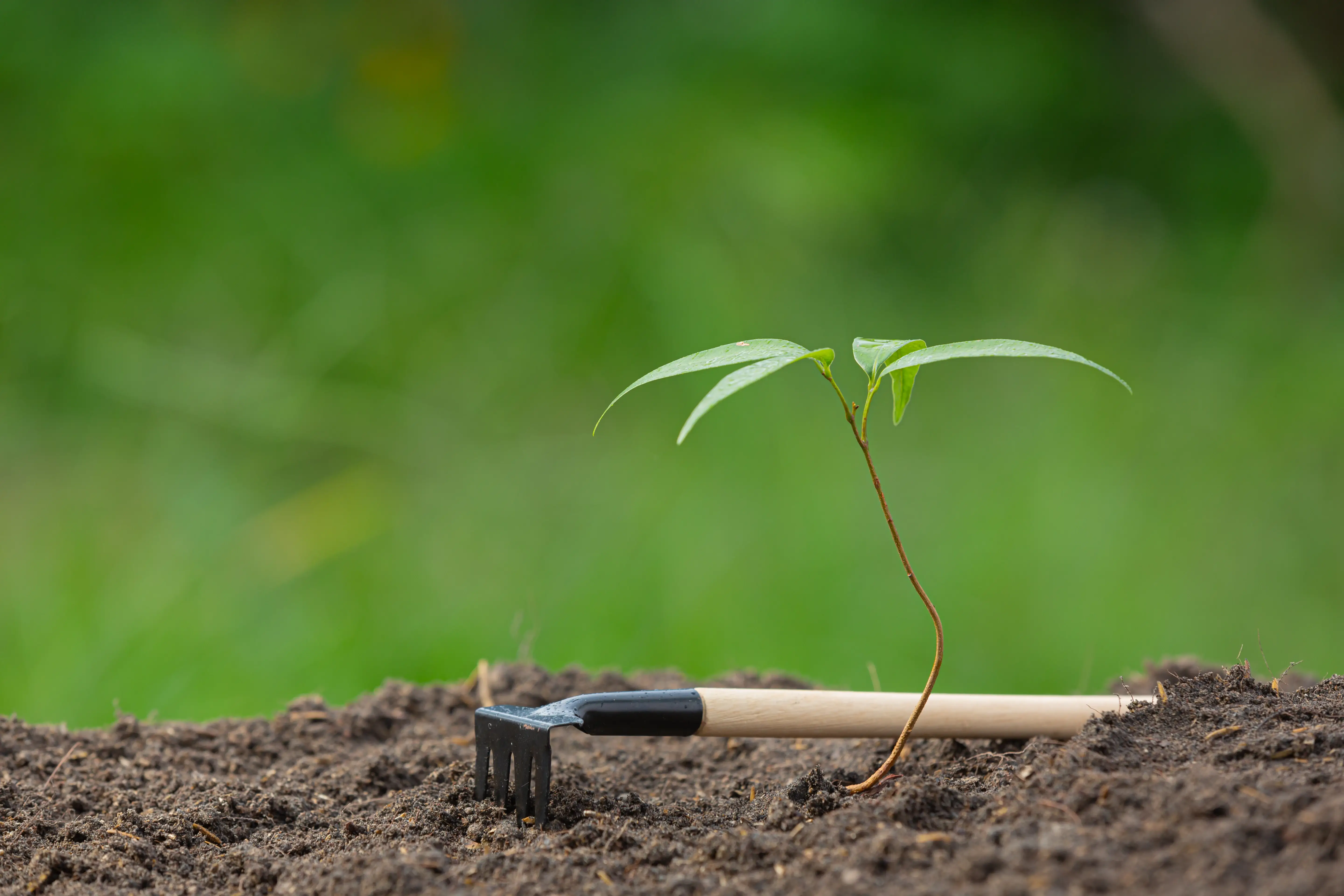 Career growth opportunities at Source Grid
