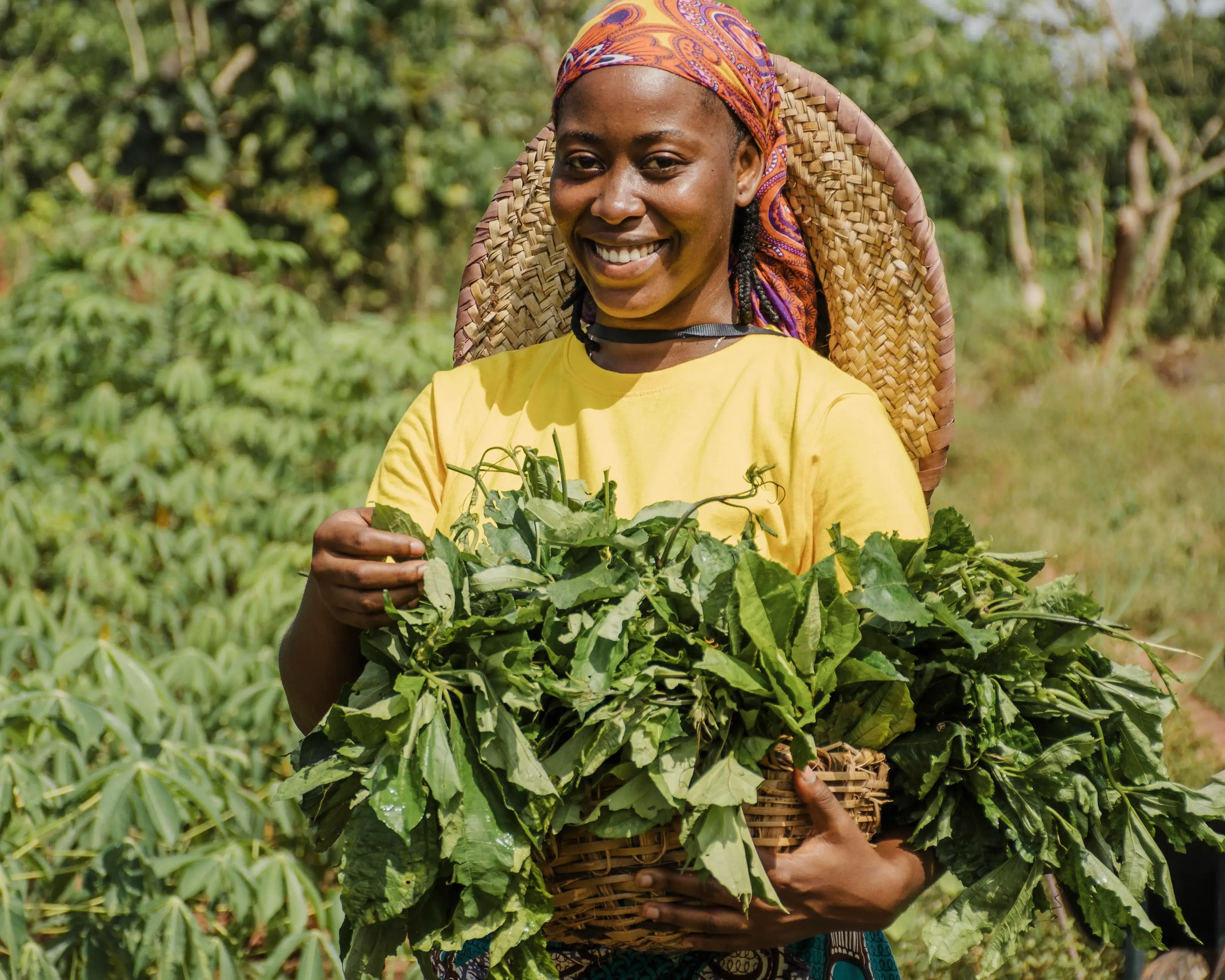 Producer inspecting fresh leaves on a Kenyan farm