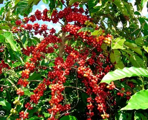 Batian Coffee