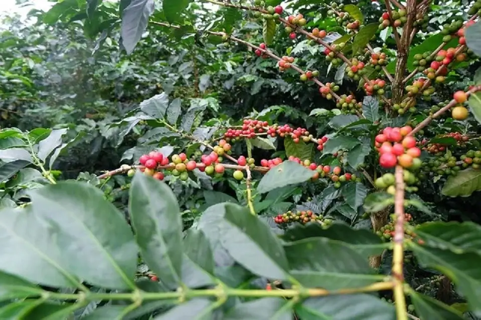 SL28 Coffee
