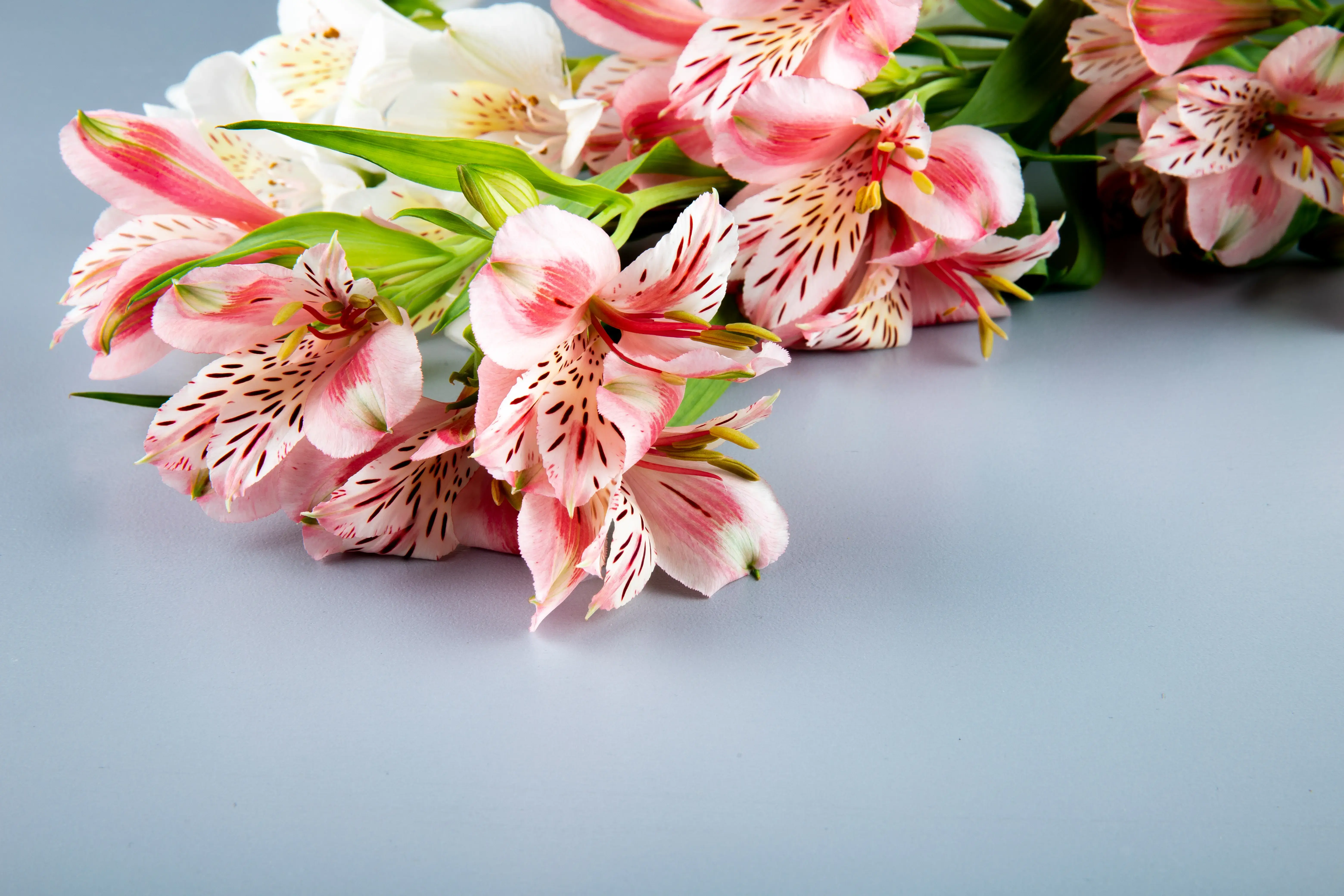 Alstroemeria