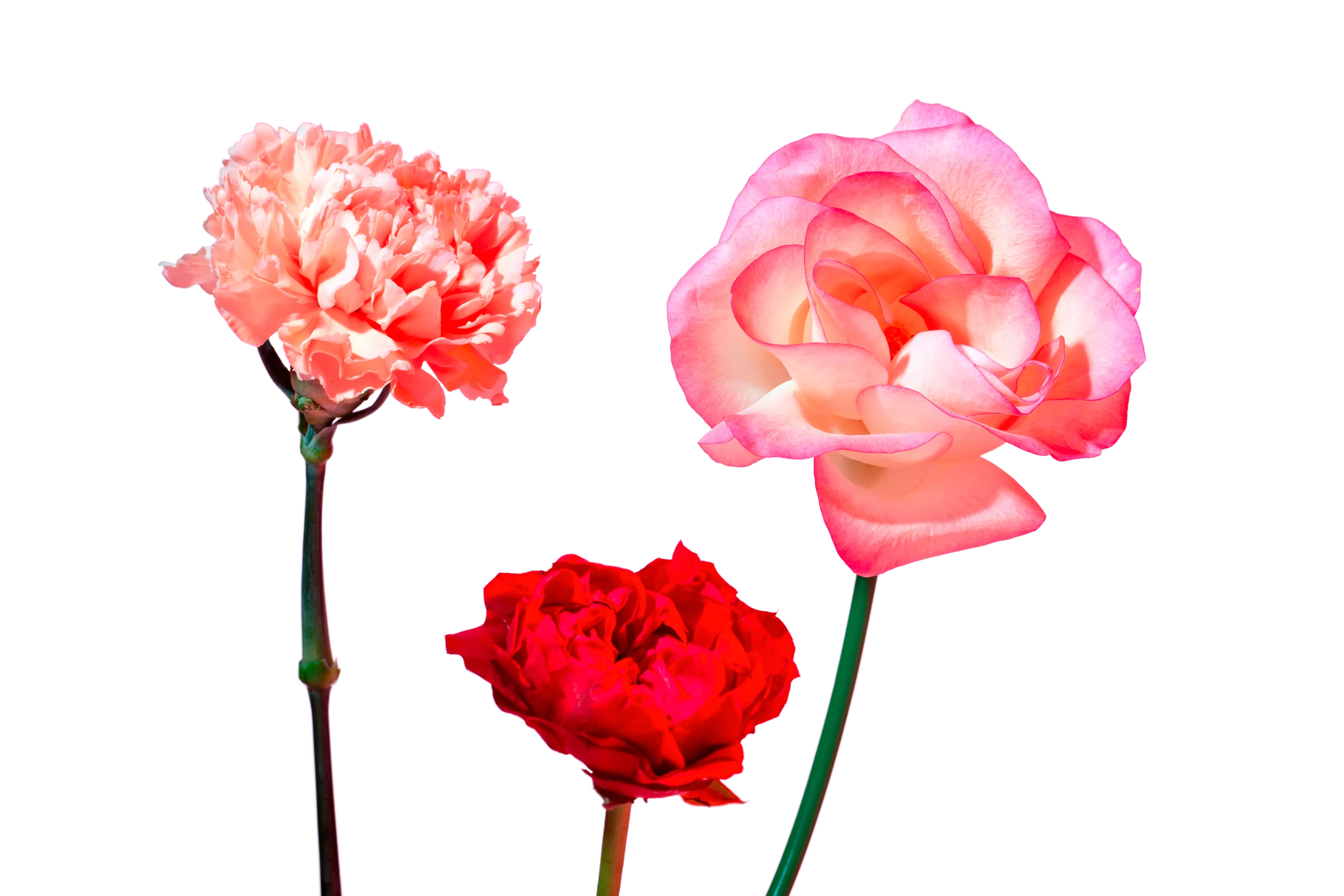 Carnations
