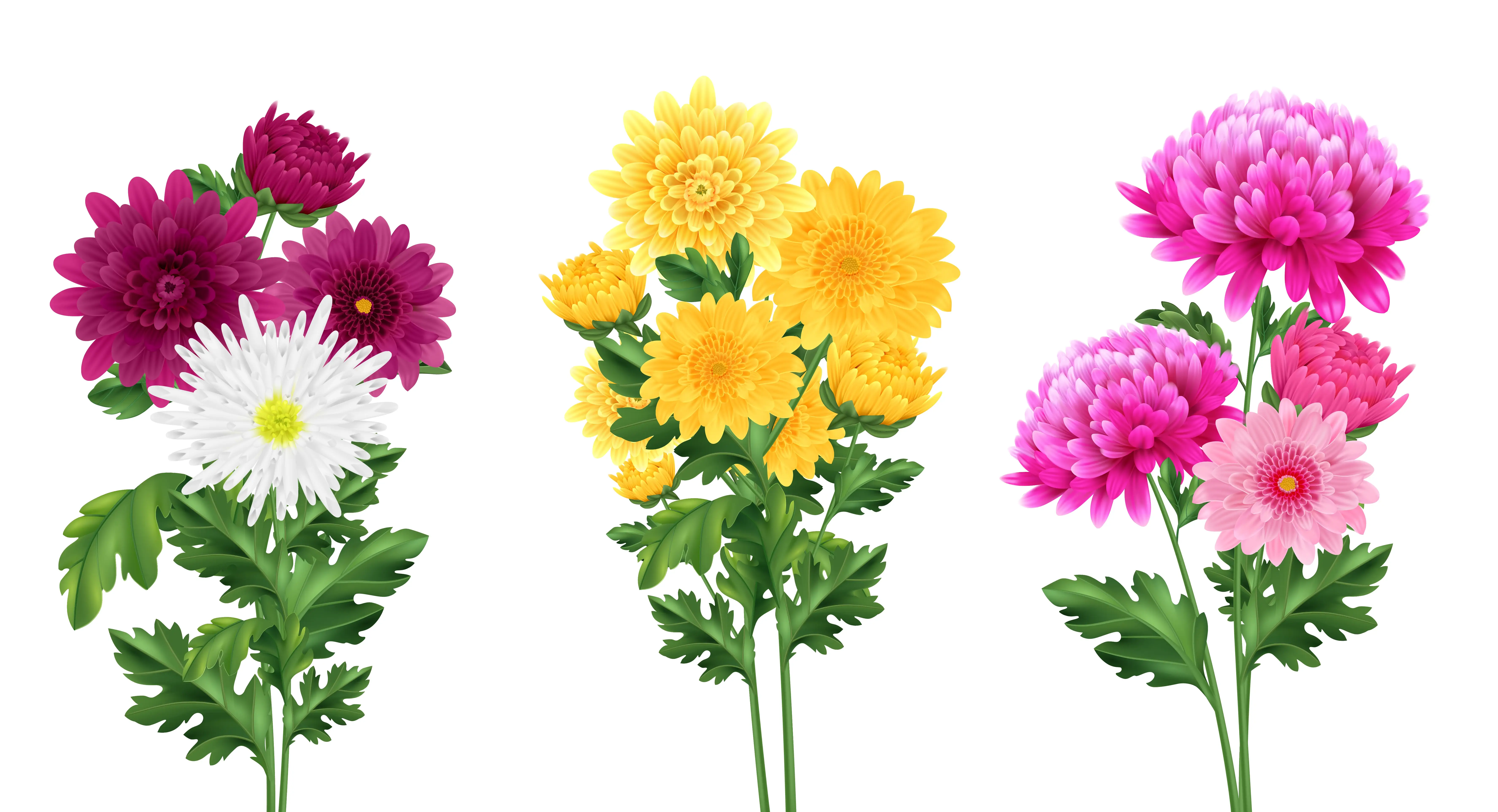 Chrysanthemums