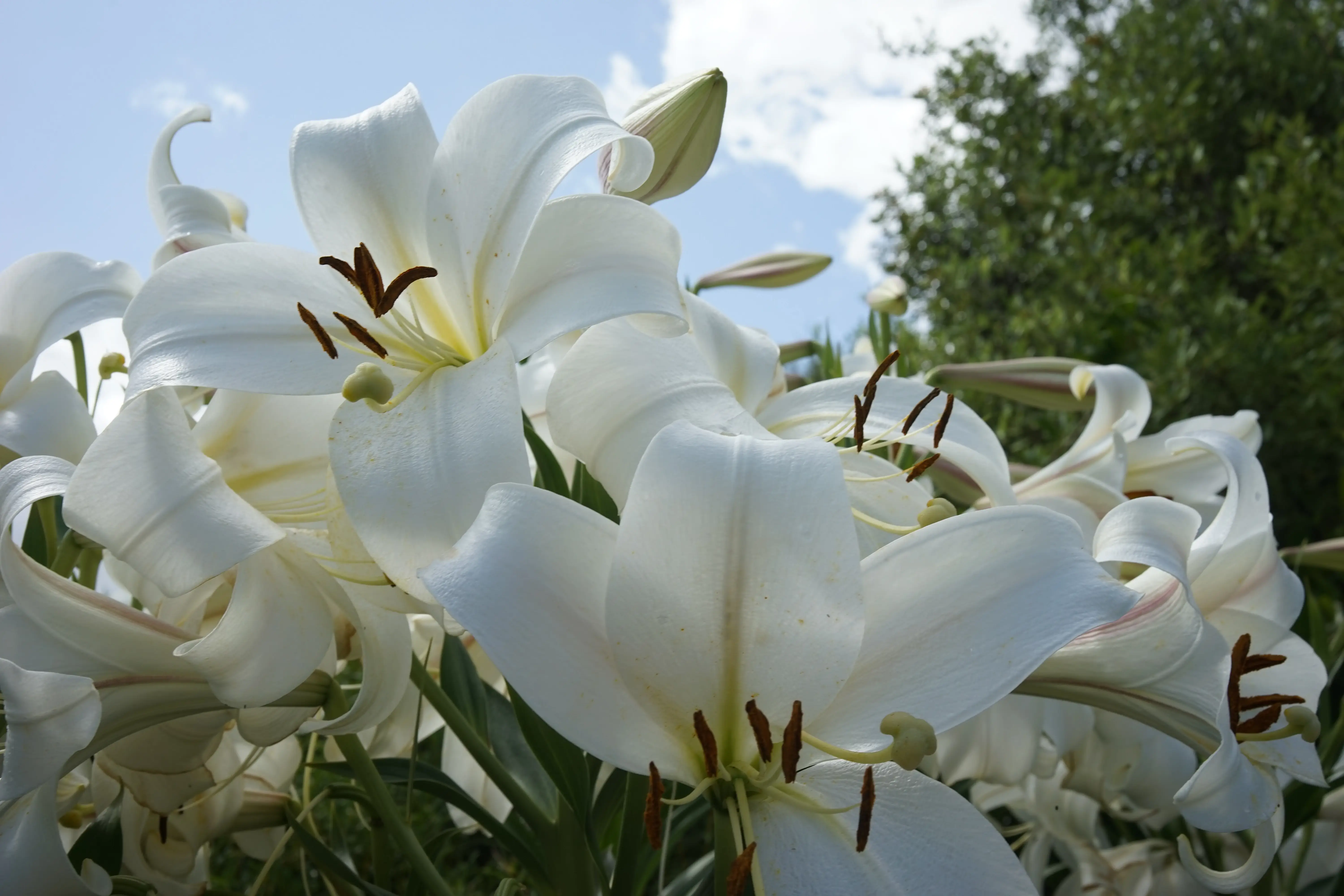 Lilies