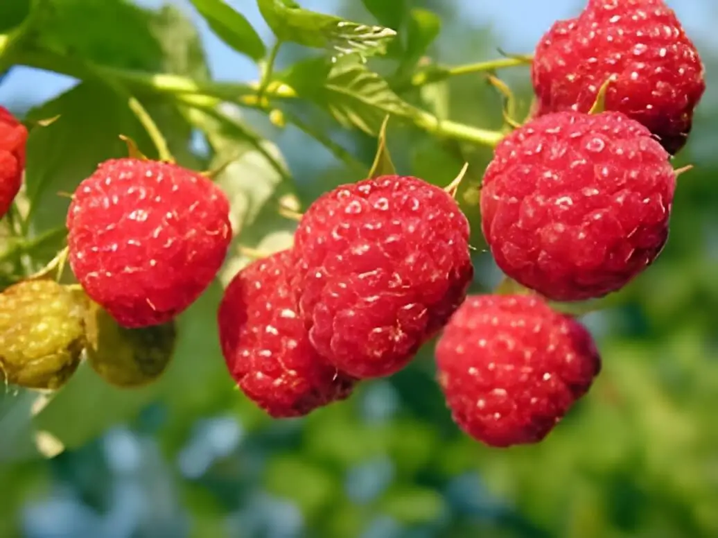 Raspberries