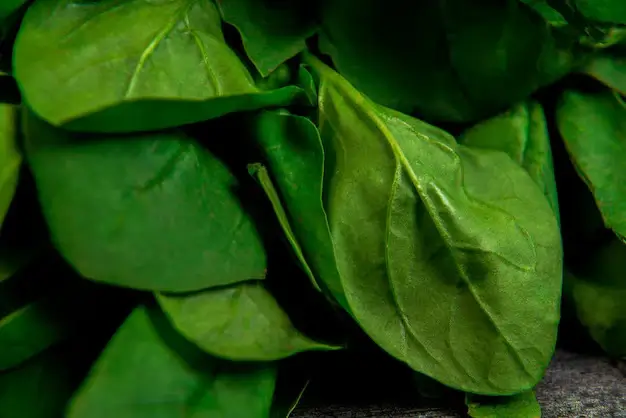 Basil