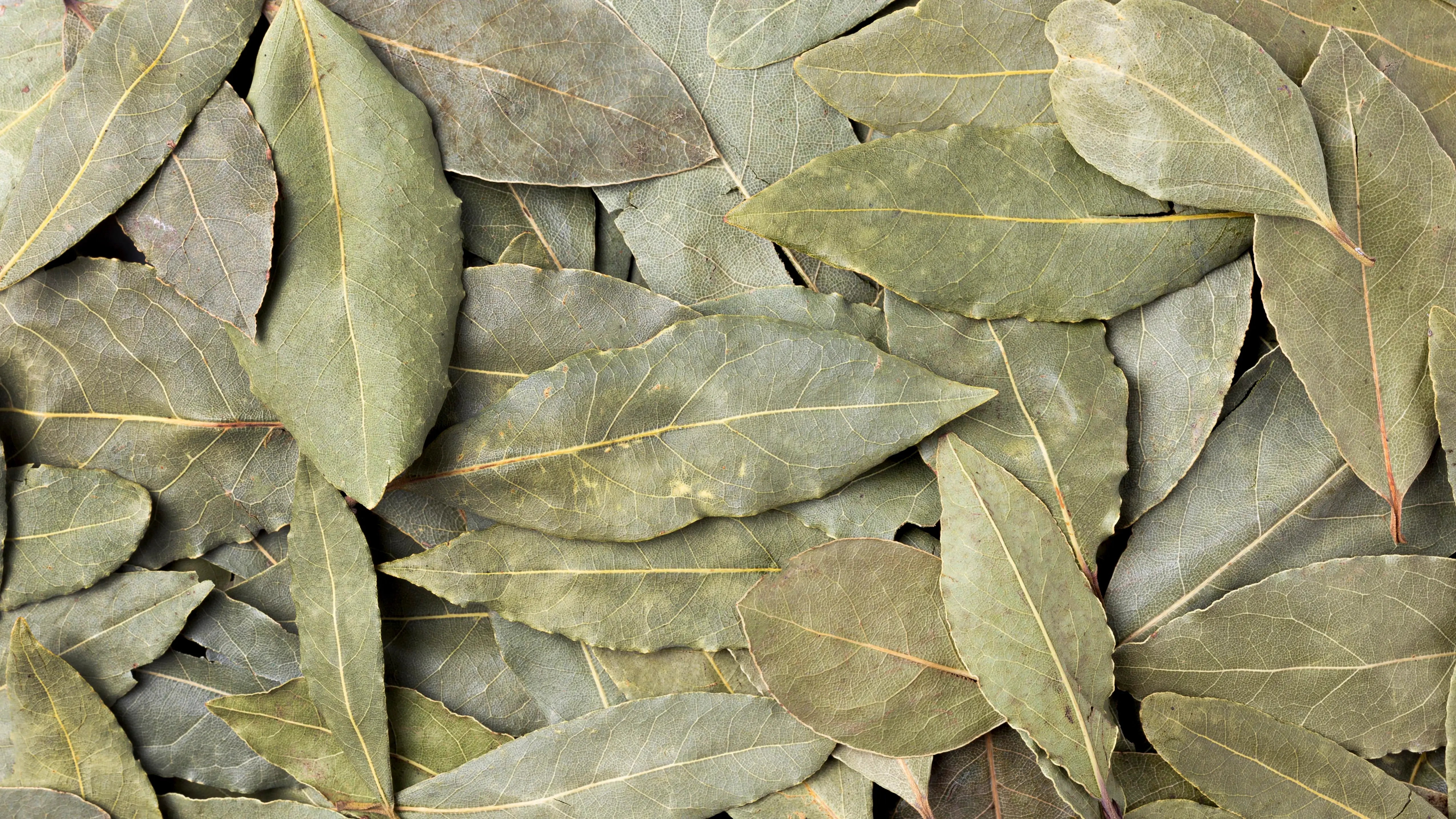 Bay Leaves