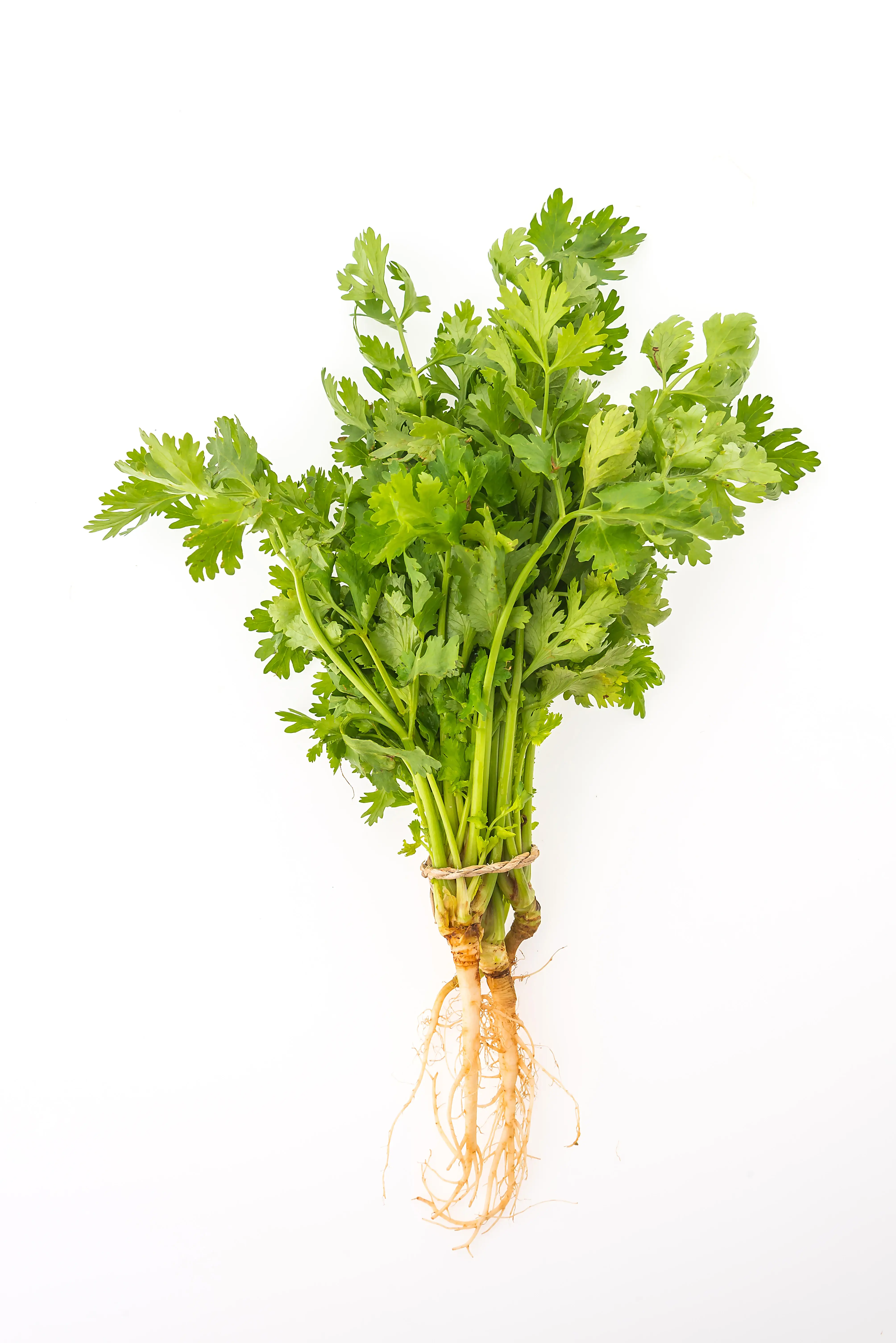 Coriander