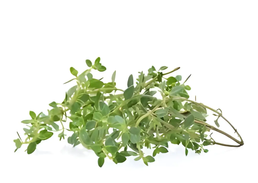 Lemon Thyme