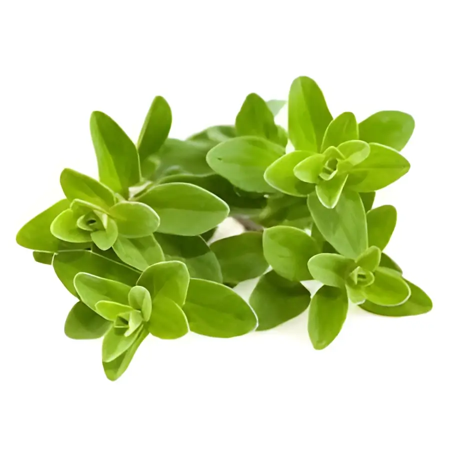 Marjoram