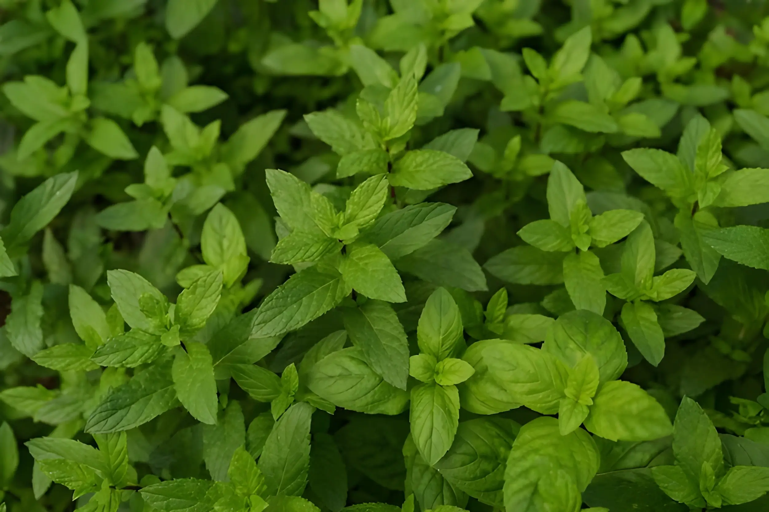 Oregano