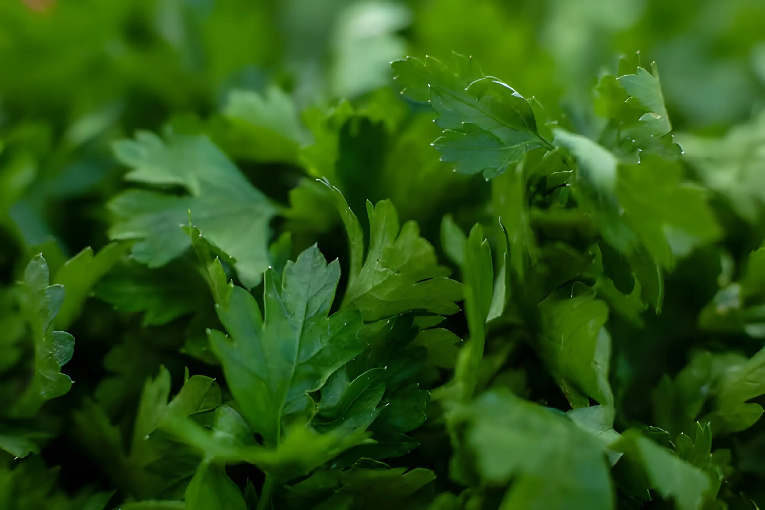 Parsley