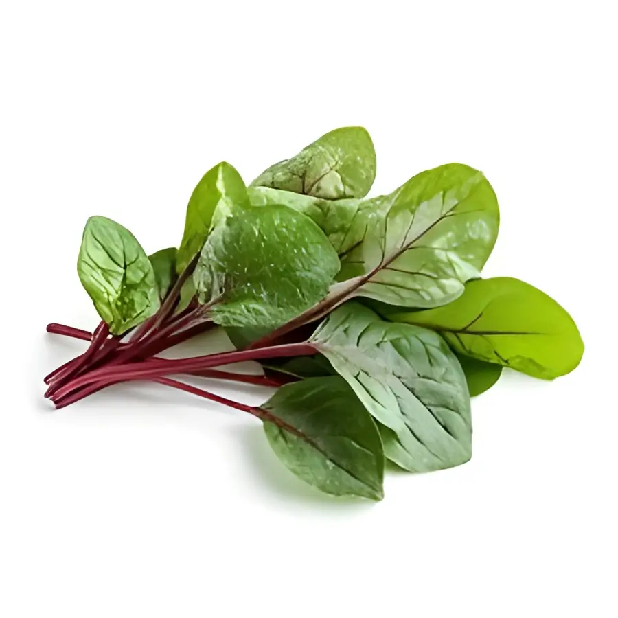 Sorrel