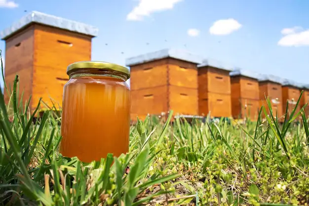 Green Forest Honey