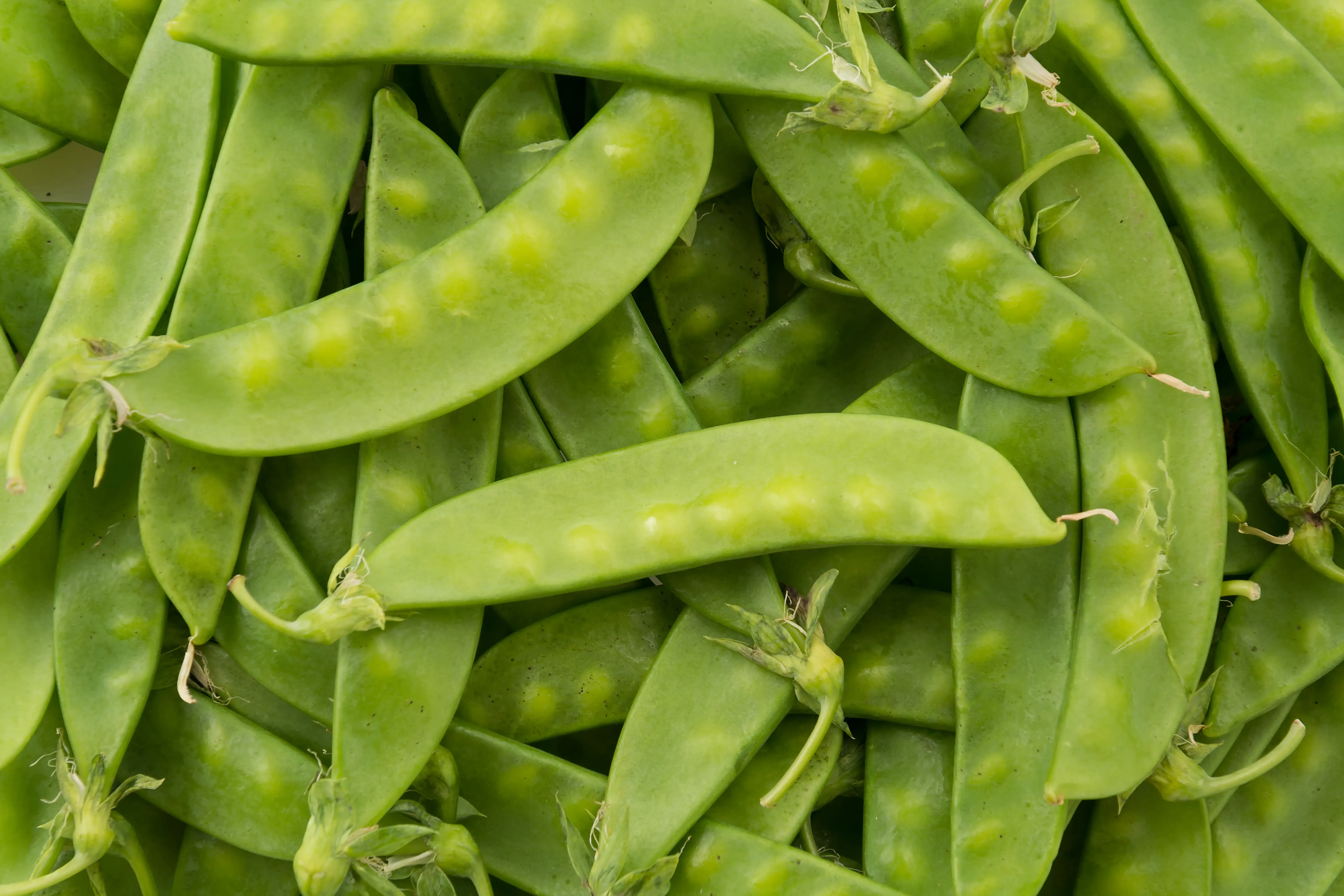 Snow Peas