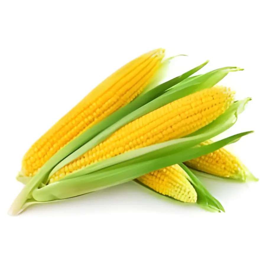 Sweet Corn